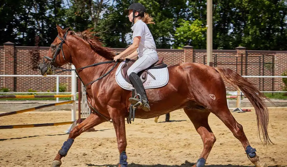 horse_bg