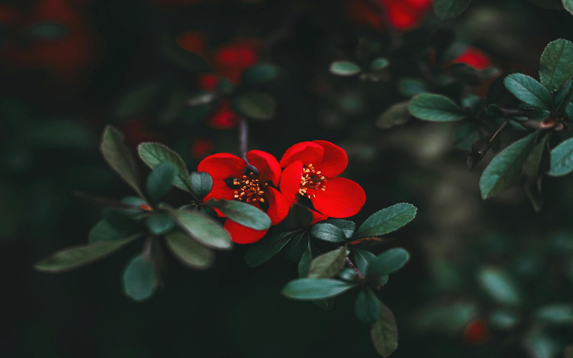images